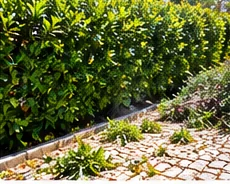 Sebe de jardim